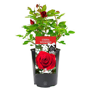 China Wedding Rose