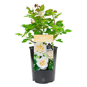 Happy Anniversary Rose