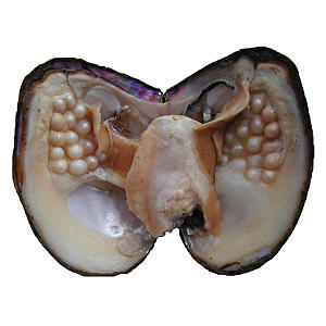 Oyster with Pearls Inside