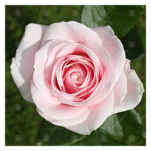 Pearl Anniversary Rose